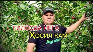 Гилос гуллайди аммо мева камми? Энди ундай бўлмайди.   #gilos #agro #mevalar #toshkent #vodiy