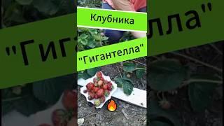 11 июня 2025 г.Клубника - "Гигантелла"#клубника#гигантелла