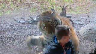 Video: Tiger charges at little boy at Dublin Zoo