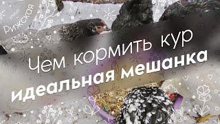 Чем кормить кур  Идеальная мешанка