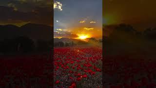 Kurdish mountain Tulip|| Blooming fields of spring Kurdistan.