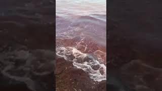 Very symbolic | At the Russian resort of Anapa, the sea turned bloody