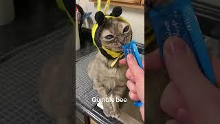 Very cool  #cat #entertaininganimals #funnyanimal #funnycat #catsofyoutube #funnypet