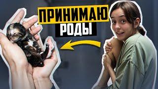 ПРИНЯЛА РОДЫ! Что стало с котятами!?  ПОДОБРАЛА БЕРЕМЕННУЮ КОШКУ В ЧУЖОЙ СТРАНЕ!