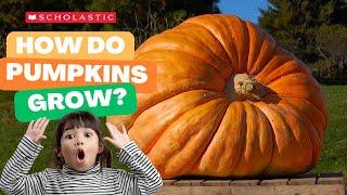 A Pumpkin  Grows  | STEM for Kids