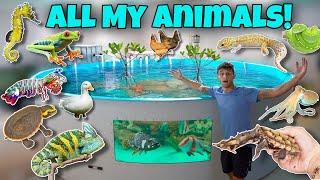 ALL My EXOTIC ANIMALS In ONE Video!! *Update*