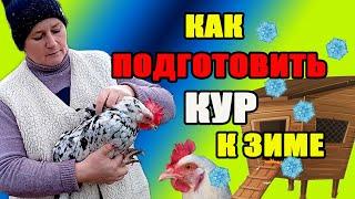 Как подготовить кур к зиме. Основные правила содержания кур.