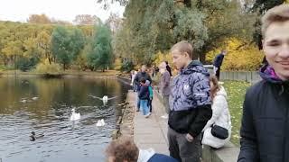 Лебеди на Лебедином озере. Крестовский остров в Санкт-Петербурге. 16.10.2022.