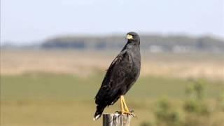 Bird Tube - Great Black Hawk Buteogallus urubitinga Singing