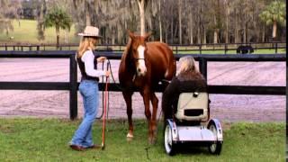 Teach Your Horse Collection on the Ground with Parelli Instructor Silke Vallentin