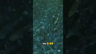 AI Enhances Fish Count