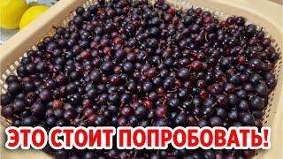 БЕРУ КРЫЖОВНИК ДЕЛАЮ ЦЕЛИТЕЛЬНЫЙ НАПИТОК ДЛЯ ИММУНИТЕТА /ВКУСНО ПРОСТО БЫСТРО@obovsemsmarusya