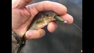 Tips on lure fishing for ruffe - A short session after the species