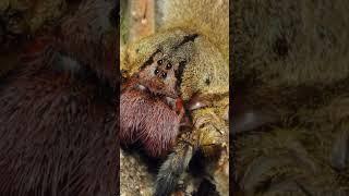 แมงมุมพเนจรสุดอันตราย #brazilianwanderingspider #animals #spider #fyp #foryou #facts #viralvideo