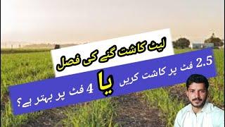 Better method of cultivation for late planted sugarcane crop|| jutt Agri tips