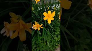 Яркий и красивый лилейник жёлтый//daylily yellow