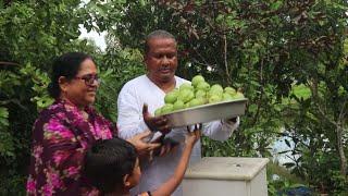 বাগান বাড়িতে গাছ থেকে অনেক গুলো পেয়ারা পাড়া হল। Many guavas were planted in the garden house.