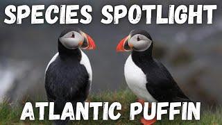 Species Spotlight - Atlantic Puffin (Fratercula arctica)