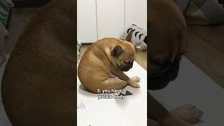 Are You A French Bulldog?