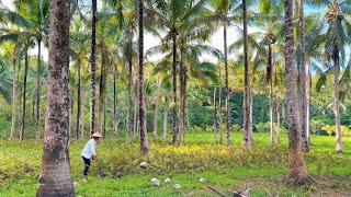 COCONUT - The tree of life I Coconut Recipes I Copra Production I Joseph The Explorer