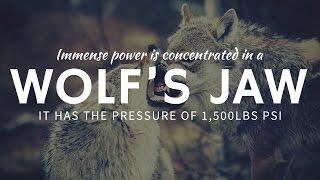 How Strong is a Wolf's Jaw and Bite Force?