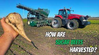 The First Day of Sugar Beet Harvest!