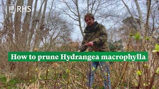 How to prune Hydrangea macrophylla | The RHS