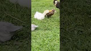 Злая и обожравшаяся утка The angry and gorged duck 愤怒和狼吞虎咽的鸭子 #duck #animals #птицы #птицеводство