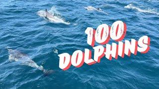 Sailing with 100 Dolphins