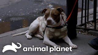 A Couple of New Yorkers Rescue a Dog With Cancer | Pit Bulls and Parolees | Animal Planet