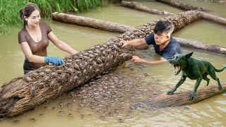 Female hunter & Smart DOG soak in water harvest MILLIONS of CRABS covering rotten trees | Lý Thị Hoa