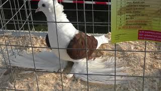 20.10.19. Курганинск Голуби представленные на оценку. Kurganinsk Pigeons submitted for assessment.