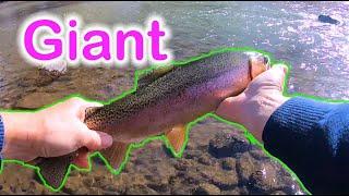 Pueblo GIANT Arkansas River Tailwaters Fly Fishing Colorado Rainbow Trout