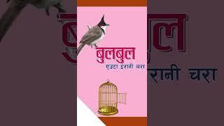 #bulbul #nepalichhapro #nepalisahitya #gazalbachan #gazal #gazalprogram #achyutghimirebulbul #shorts