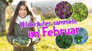 Wildkräuter im Februar  Diese essbaren Wildpflanzen kann man aktuell sammeln #wildkräuter