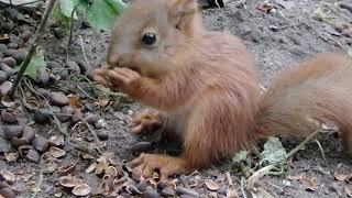 Совсем маленький бельчонок пришёл поесть орешков / A very small squirrel came to eat nuts