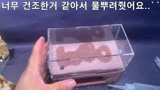 거품뿜뿜침개미  Pachycondyla rufipes  2단 레이어 개미 사육장 셋팅