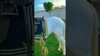 #nukra #horse #horsevideo Beautiful nukra ghora #shorts #viral #video #ghora