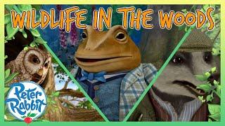 @OfficialPeterRabbit -  Wildlife in the Woods!   | 20+ Mins | Cartoon for Kids