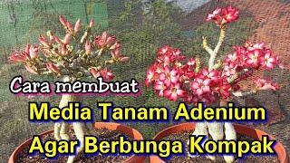 Cara Membuat Media Tanam Adenium Yang Baik Agar Adenium Berbunga Banyak #adenium #bonsai