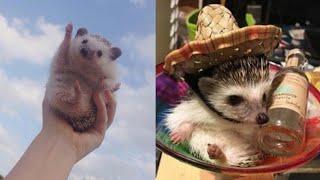 Funny and Cute Hedgehog Videos  Hedgehog Compilation! 