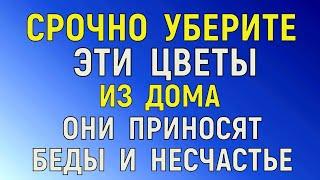 НАВСЕГДА УБЕРИТЕ эти ЦВЕТЫ из Дома . Они приносят Беды и Несчастья.