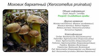 Моховик бархатный (Xerocomellus pruinatus)