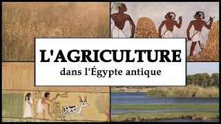 L’AGRICULTURE, le fondement de la civilisation égyptienne ?