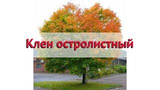 Клен остролистный  Обзор: посадка и уход. крупномеры клена : описание и особенности