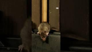More rats, more diseases? Find the truth! Watch @DWDocumentary or copy link!