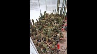 Growing Trichocereus and Echinopsis in Winter - Cactus Jerk Special