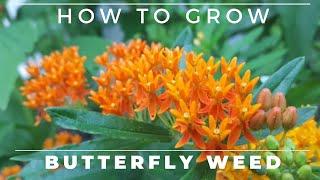 Complete Guide to Butterfly Weed - Grow and Care, Asclepias tuberosa