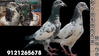 2 pigeons successfully delivered to Prasanta Rana bhai | Kolkata | West Bengal