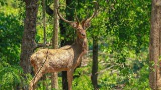 10 Wild Animals in Cambodia